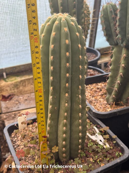 Tr. Terscheckii 'Sass' - Whole Plant - Image 2