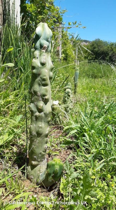 Tr Bridgesii Bonobo Mother 2