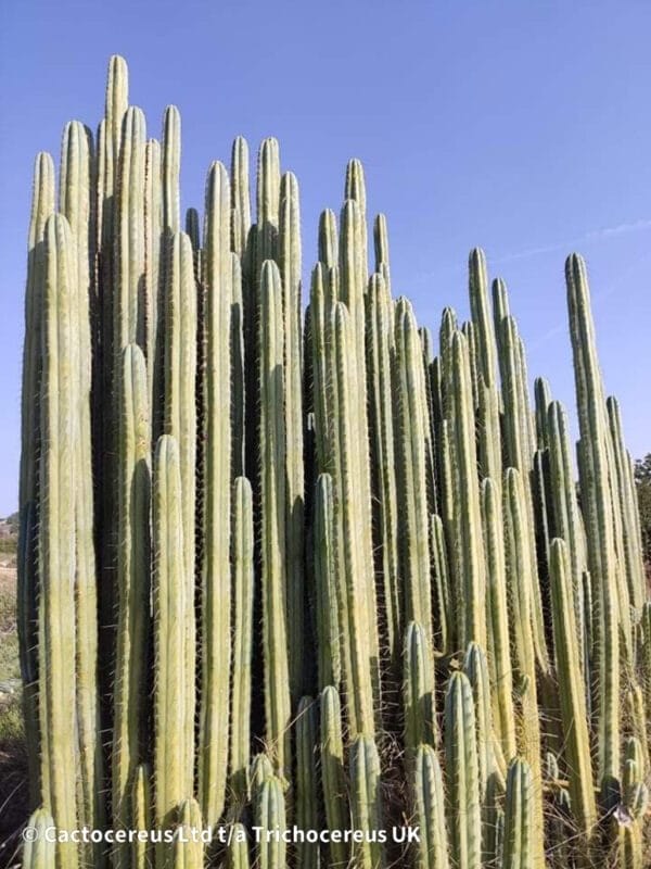 Tr Bridgesii Lira Mother Stand 1