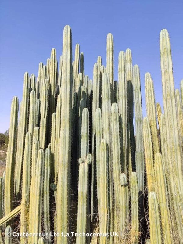 Tr Bridgesii Lira Mother Stand 2