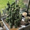 Tr Bridgesii Tbm Mother