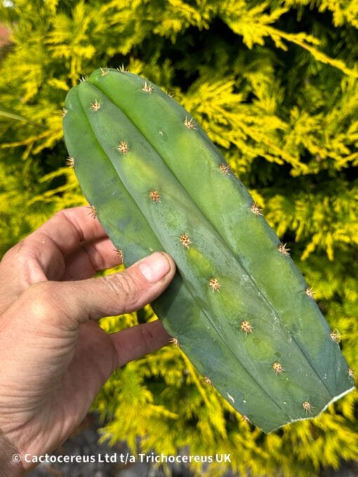 Variegated Tr. Peruvianus Short Spine