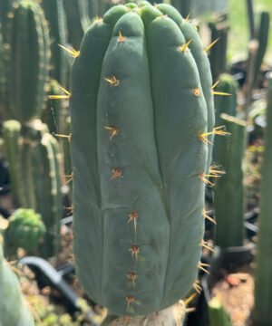 Chavin Herbalist Cv. Zhuracapamba (Ecuador Tr. pachanoi)