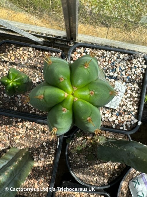 Tr. Scopulicola 'Super Pedro' X Tr. Bridgesii 'Psycho0' - Image 3