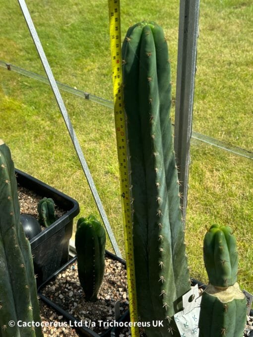 Tr. Scopulicola 'Super Pedro' X Tr. Bridgesii 'Psycho0' - Image 2