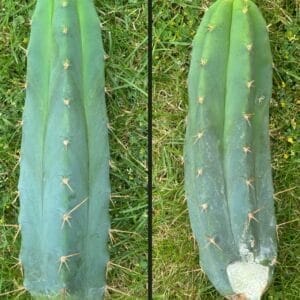 Trichocereus Bbb