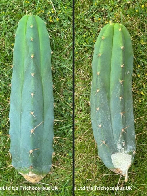 Trichocereus Bbb