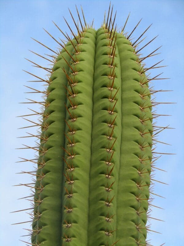 Trichocereus Frankie Mother 1