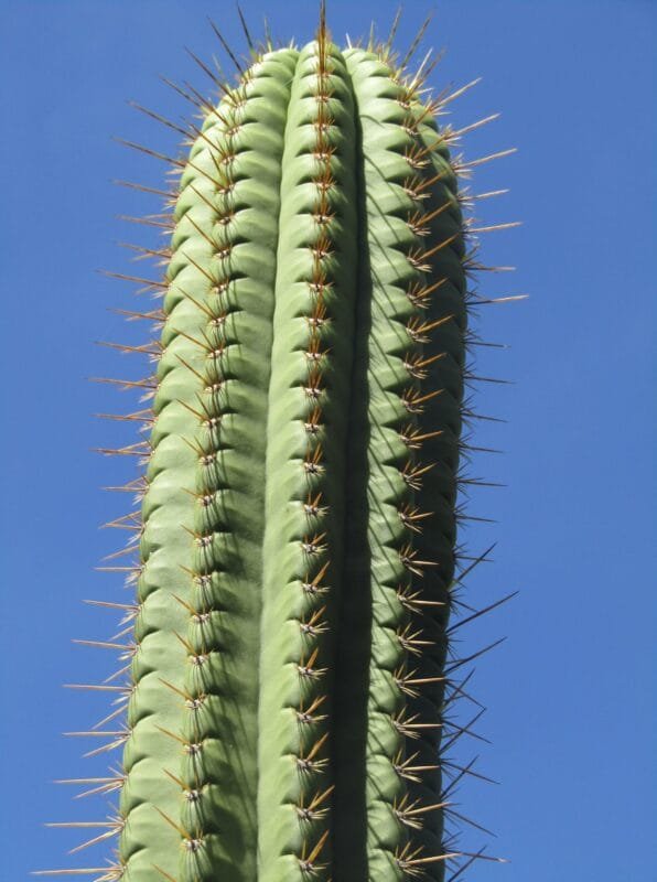 Trichocereus Frankie Mother 2