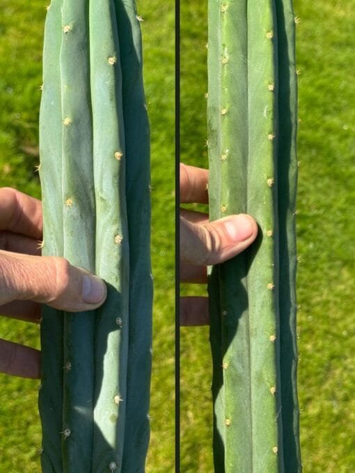 Tr. Pachanoi (Dominant) X Tr. Bridgesii - Cuts