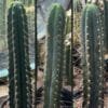 Trichocereus Peruviana Whole 7