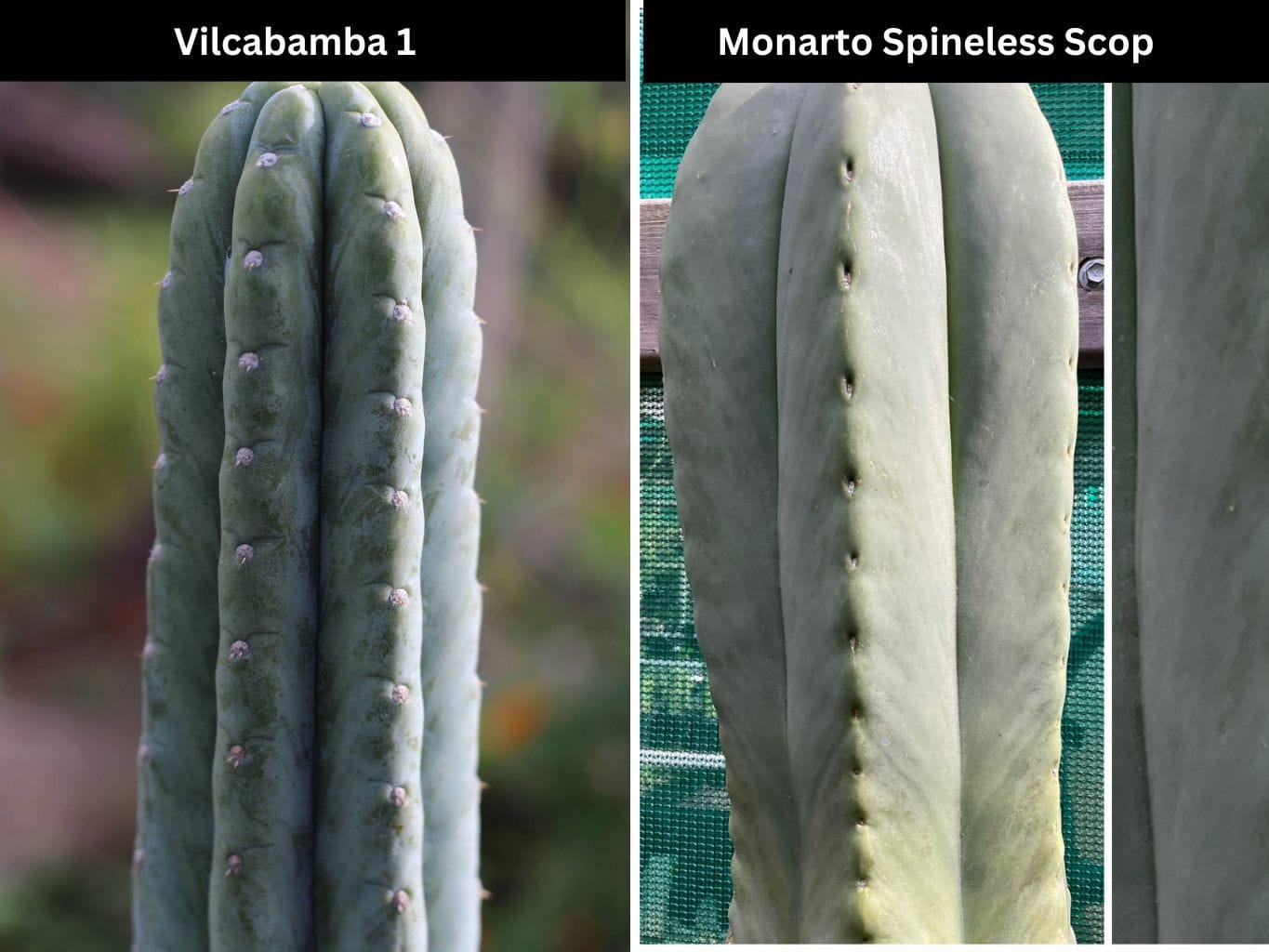 Vilcabamba X Monarto