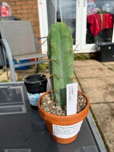 Tr. bridgesii 'Kai Funky Lumpy' Semi Monstrose photo review