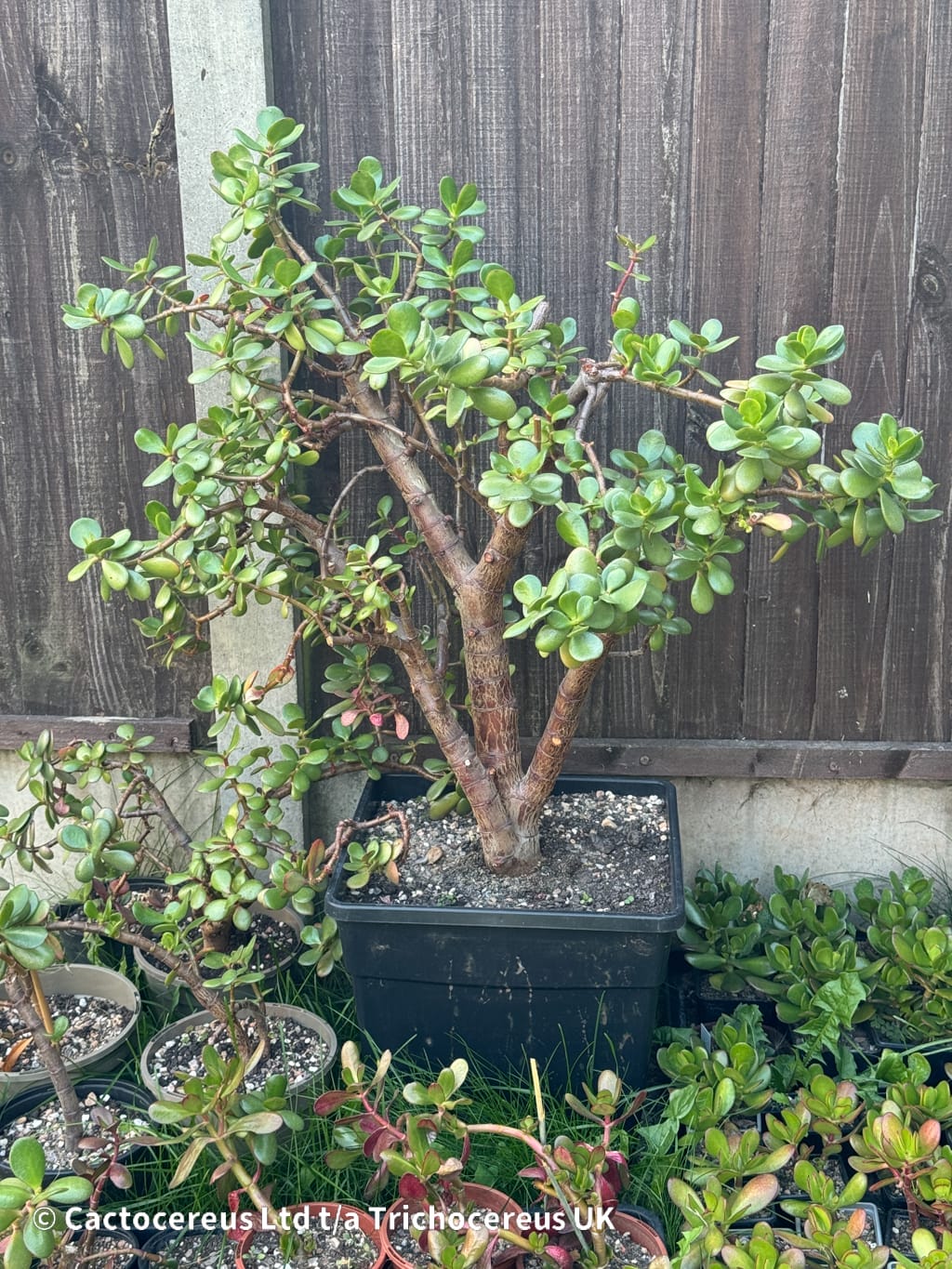 Crassula ovata / Jade Plant / Money Plant - 76cm | Cactocereus UK