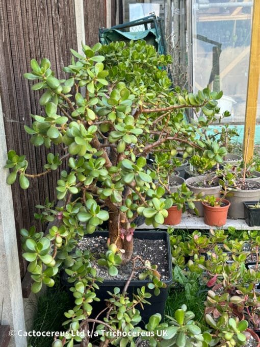 Crassula Ovata / Jade Plant / Money Plant - 76Cm - Image 6