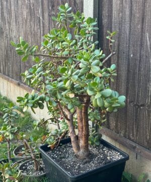 Jade Money Tree 2 3