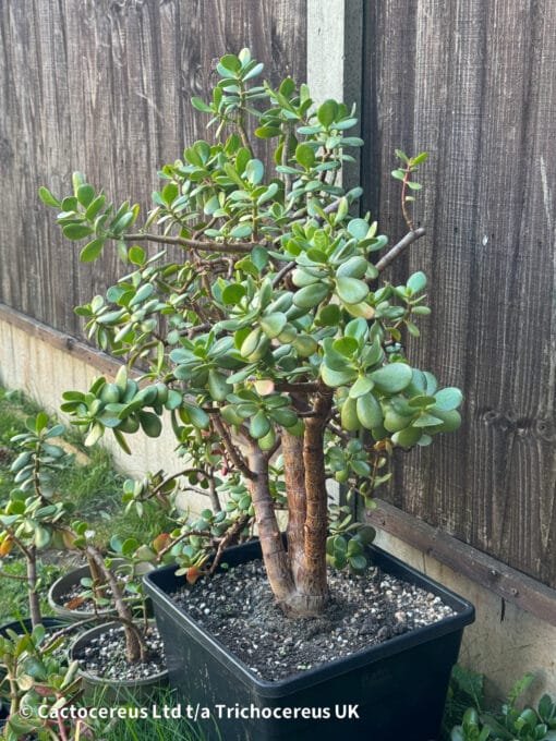 Crassula Ovata / Jade Plant / Money Plant - 76Cm - Image 4