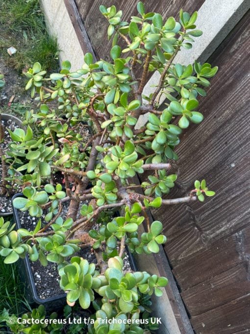 Crassula Ovata / Jade Plant / Money Plant - 76Cm - Image 5