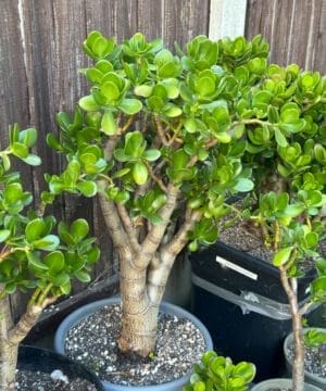 Jade Money Tree 3 2