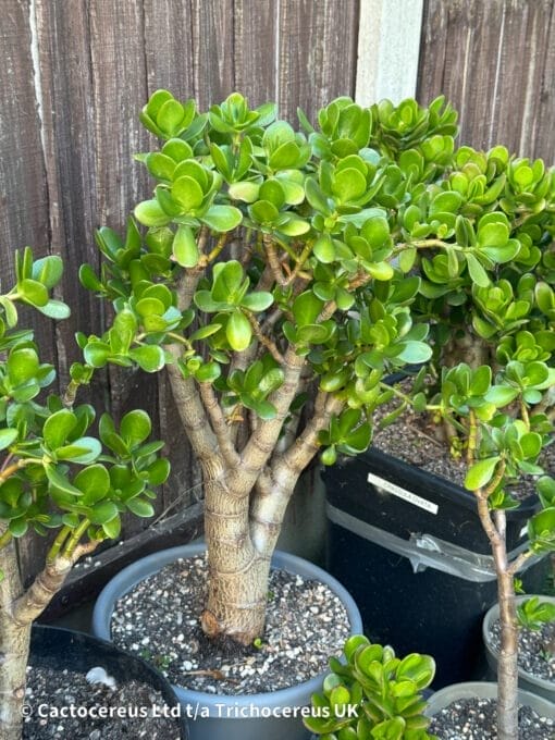 Jade Money Tree 3 2