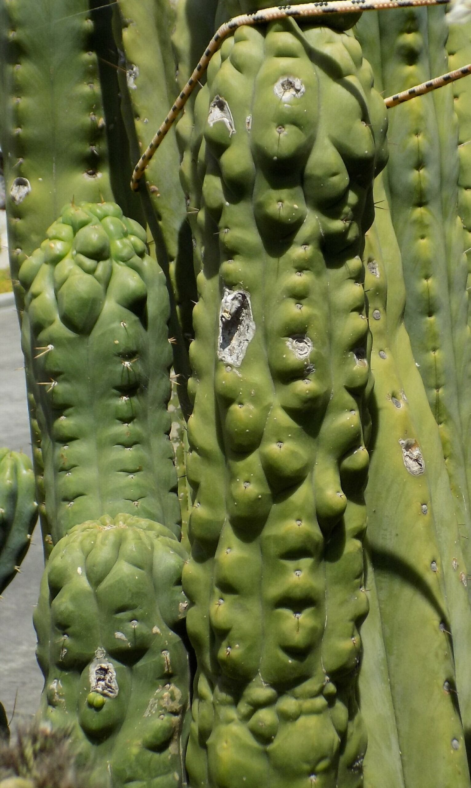 Tr. Cordobensis X Tpm (Tr. Peru Monstrose) 3 Tpm3 1723892138 Scaled