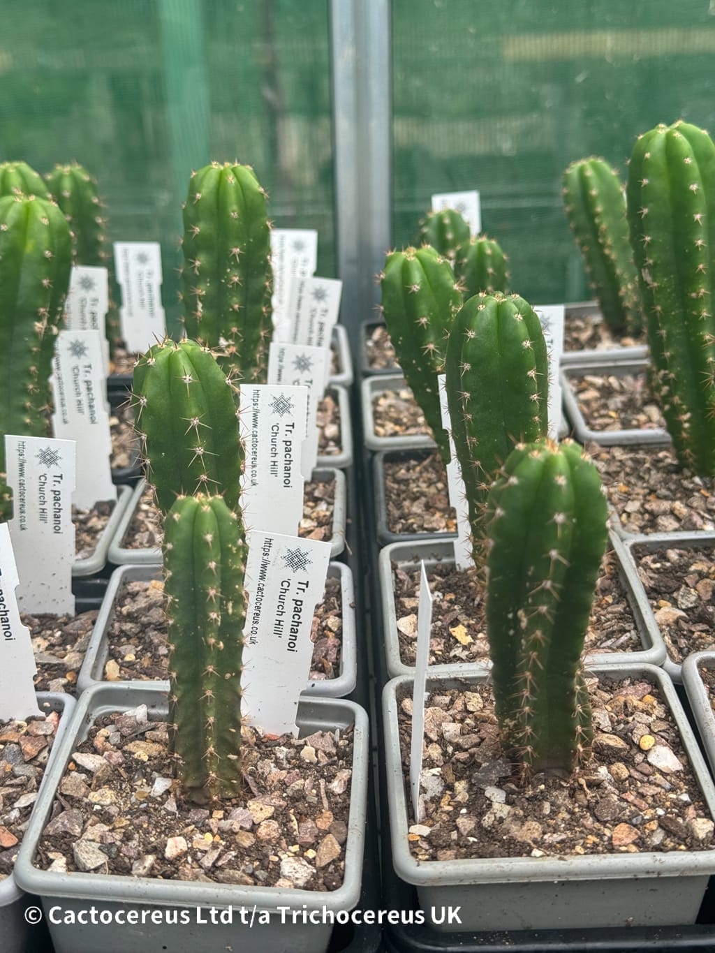 Tr. pachanoi (San Pedro) 'Church Hill' x OP Seedlings