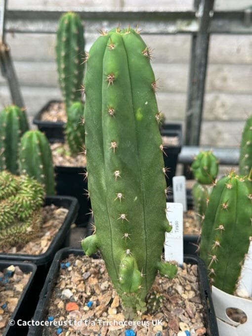 Tr. Pachanoi 'Megalodon Dba' X Tr. Bridgesii 'Tirado'