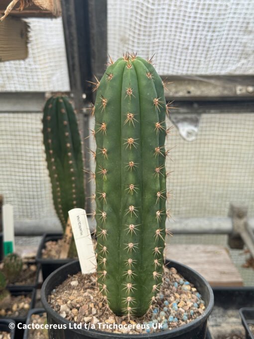 Tr. Peruvianus 'Huariquiña'