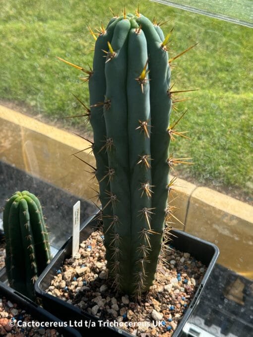 Tr. Peruvianus &Quot;San Mateo&Quot; - 26Cm Whole Plant