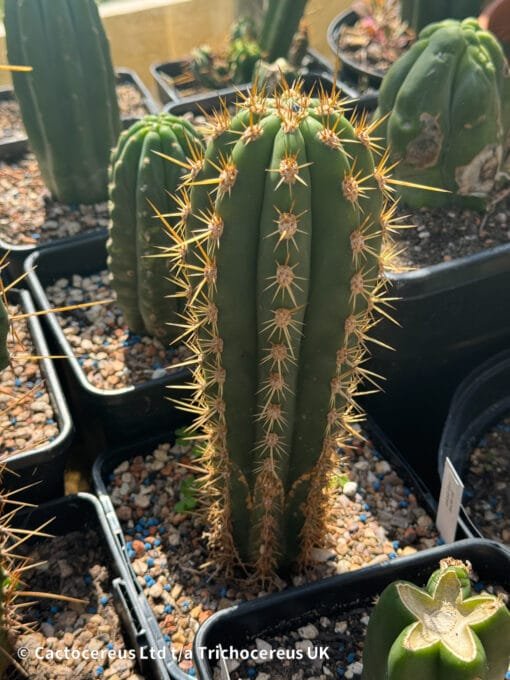 Tr. Terscheckii 'Sass1' X 'Sass2' - Whole Plant