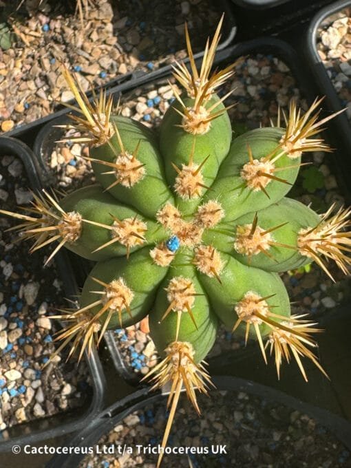 Trichocereus Terscheckii Seeds