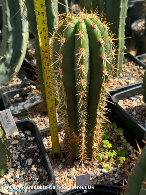 Tr. Terscheckii 'Sass1' X 'Sass2' - Whole Plant - Image 2