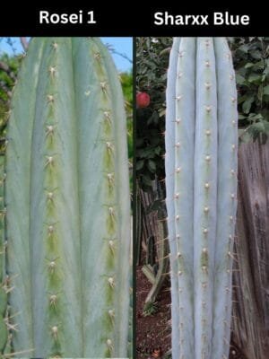 Trichocereus Uk Rosei 1 X Sharxx Blue Main