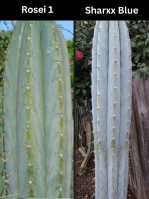 Trichocereus Uk Rosei 1 X Sharxx Blue Main