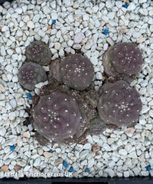 Lophophora Fricii Mauve 1