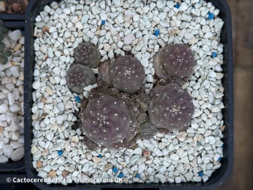 Lophophora Fricii Cv. Mauve Form - Image 4