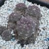 Lophophora Fricii Mauve 2