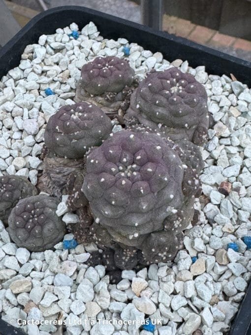 Lophophora Fricii Cv. Mauve Form