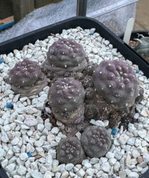 Lophophora Fricii Mauve 3