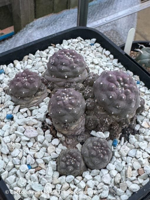 Lophophora Fricii Cv. Mauve Form - Image 3