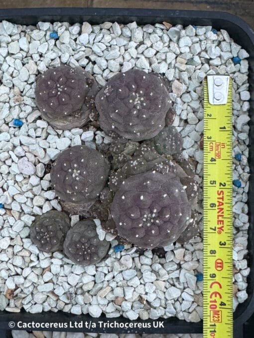 Lophophora Fricii Cv. Mauve Form - Image 2