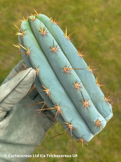 'Psycho0' X 'Sharxx Blue' Cuts