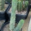 Tr Bridgesii Bonobo 1