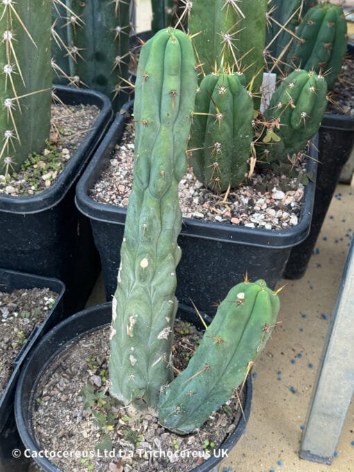 Tr. Bridgesii 'Bonobo' - Melted Wax - Whole Plants