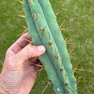 Tr Bridgesii Kai Funky Lumpy 1