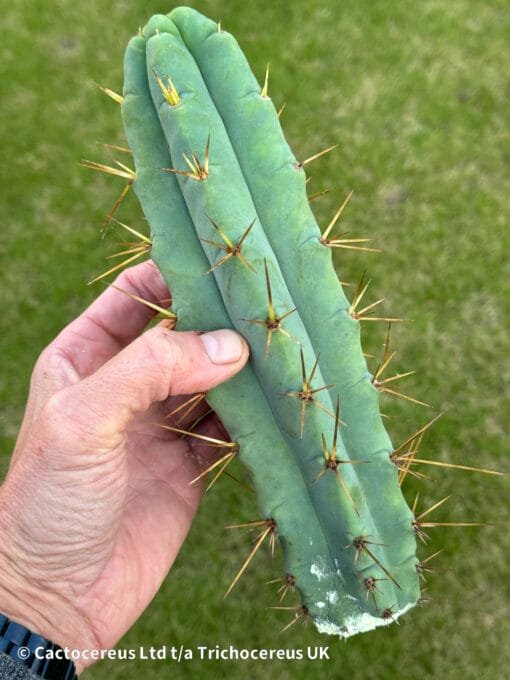 Tr. Bridgesii 'Kai Funky Lumpy' Semi Monstrose