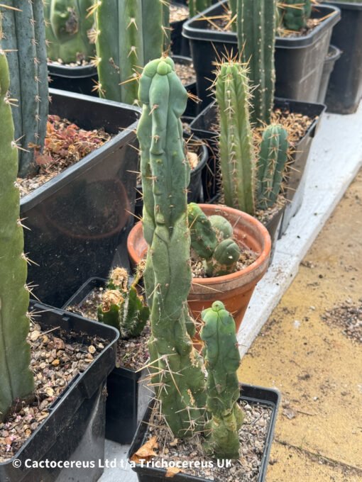 Tr. Bridgesii 'Bonobo' - Melted Wax - Whole Plants