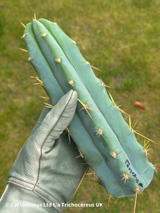 Tr. Bridgesii &Quot;Psycho0&Quot; Clone - Cuts