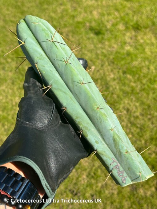 Tr. Bridgesii 'Ta04' Aus Clone