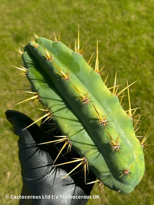 Trichocereus Hybrid &Quot;Judith #1&Quot;